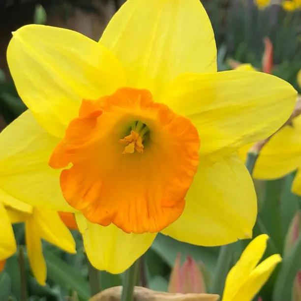 Fortune Daffodil (Narcissus Fortune) Hero